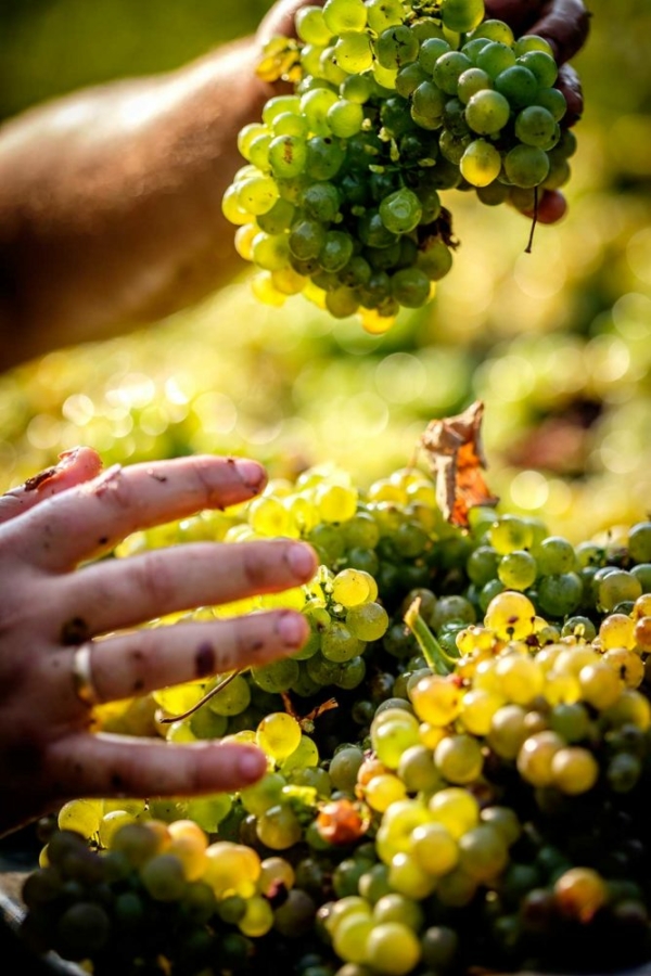 Turbiana grapes at harvest. ©Consorzio Tutela Lugana DOC