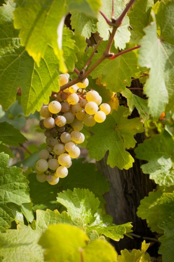 Riesling grapes on the vine. ©Kevin Day/Opening a Bottle Riesling grapes on the vine. ©Kevin Day/Opening a Bottle