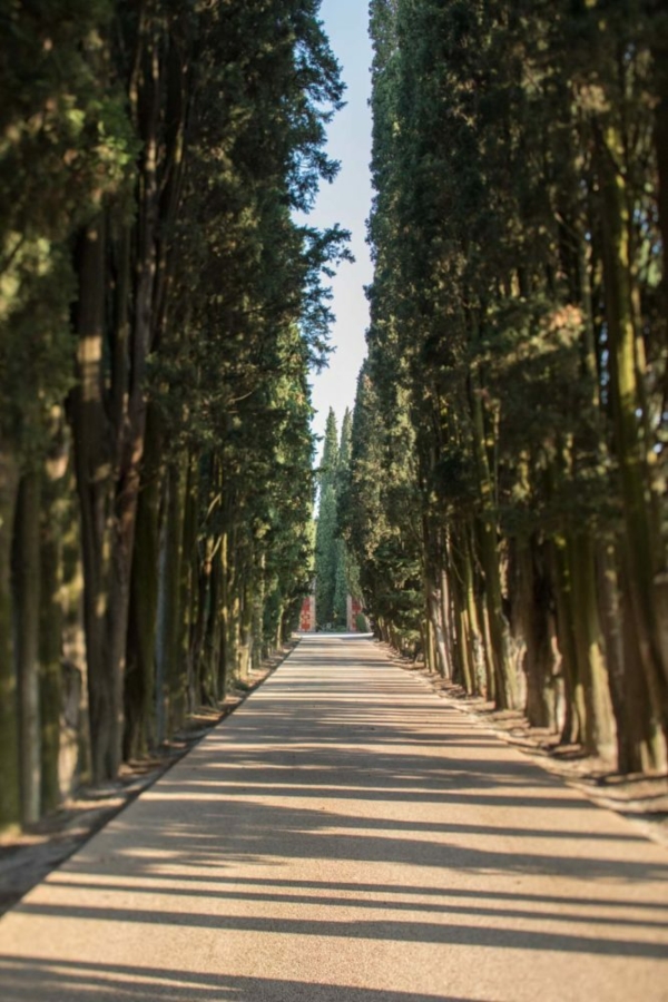 A cypress-lined lane leads to Villa Cordevigo. ©Kevin Day/Opening a Bottle