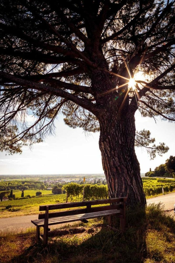 A cedar tree backlit with sunflare by a vineyard in Friuli Colli Orientali DOC, Italy.