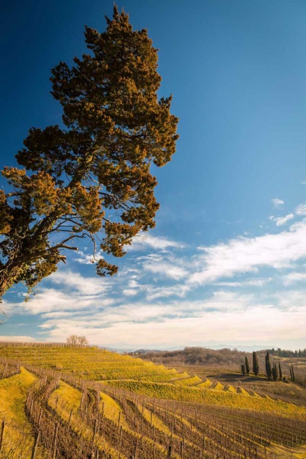 A cedar tree over the vineyards of Friuli Colli Orientali DOC, Italy