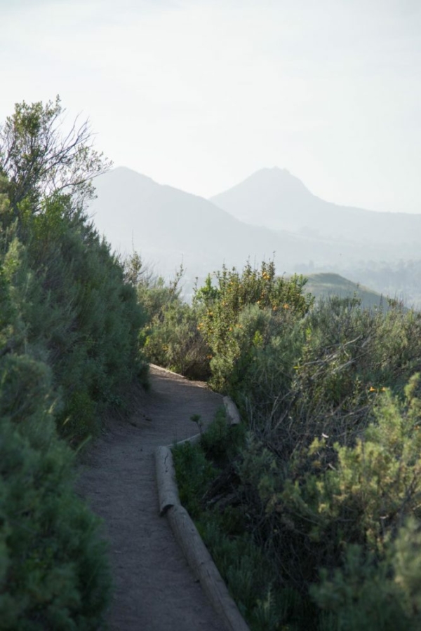 Climbing Assay Hill, one of the Nine Sisters or "morros" that line the Edna Valley. ©Kevin Day/Opening a Bottle