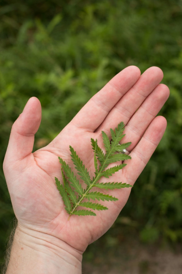 One of the many leafy plants allowed to thrive in the Grand Cru Frankstein. ©Kevin Day/Opening a Bottle