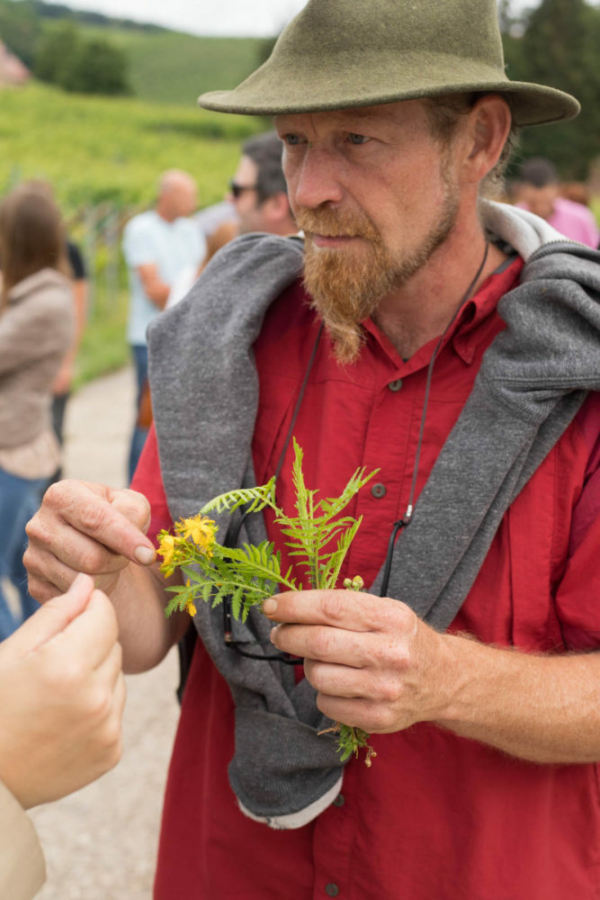 Jean-François Doussard shows us some of the plants he has foraged in the Grand Cru Frankstein, Alsace France. ©Kevin Day/Opening a Bottle