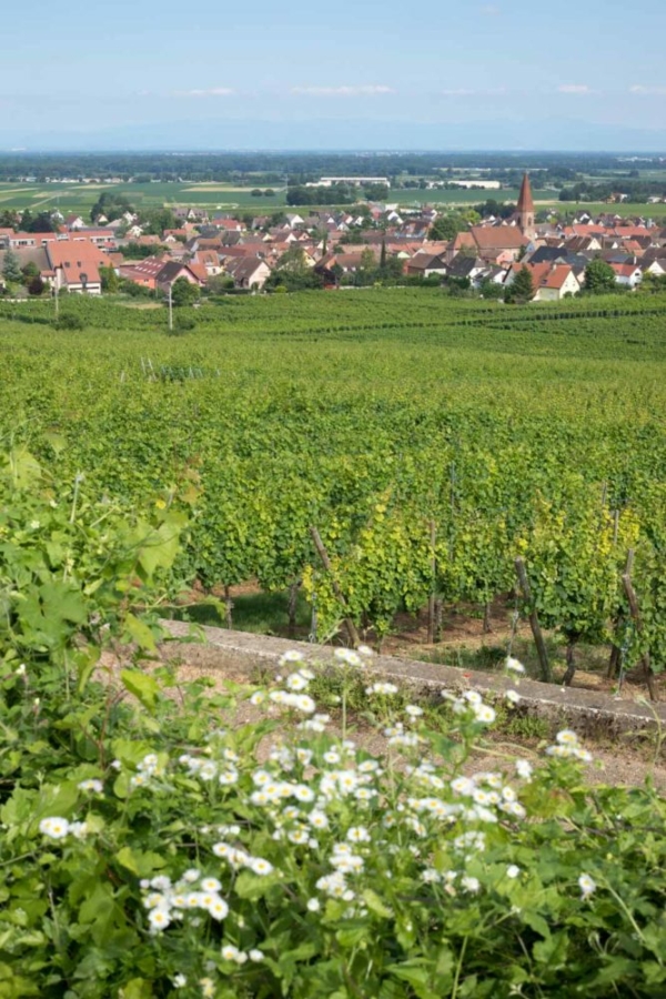 A view overlooking Wettolsheim, Alsace. ©Kevin Day/Opening a Bottle