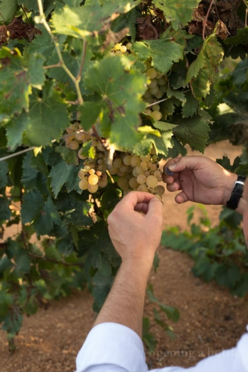 Selecting botrytis-affected grapes of Grillo at Gorghi Tondi. ©Kevin Day/Opening a Bottle