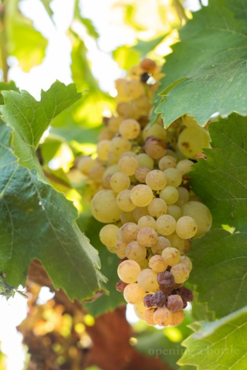 Grillo grapes on the vine, on the verge of botrytis. ©Kevin Day/Opening a Bottle