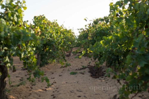 The Grillo vineyard that gives life to Gorghi Tondi's Grillodoro wine ©Kevin Day/Opening a Bottle