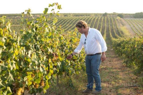 Agronomist Salvatore Lamia of Gorghi Tondi. ©Kevin Day/Opening a Bottle