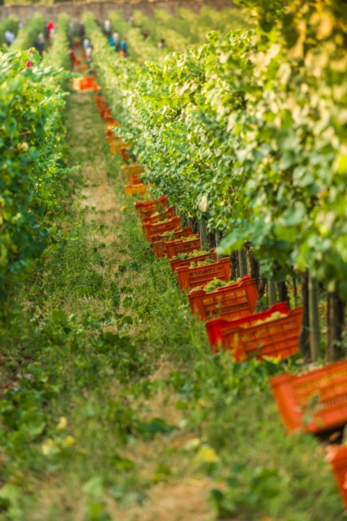 Harvest in Franciacorta. ©Consorzio Franciacorta