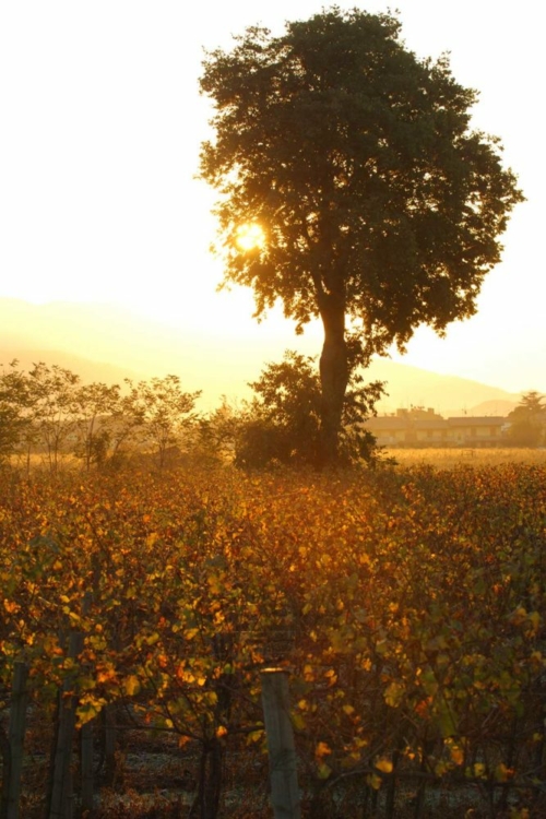 A tree at dawn, Franciacorta DOCG. ©Consorzio Franciacorta