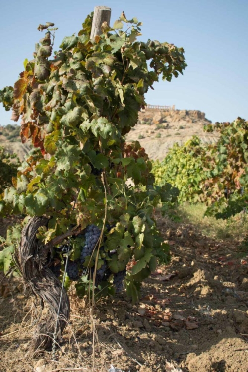 Nero d'Avola grapes growing in the Diodoros vineyard. ©Kevin Day/Opening a Bottle