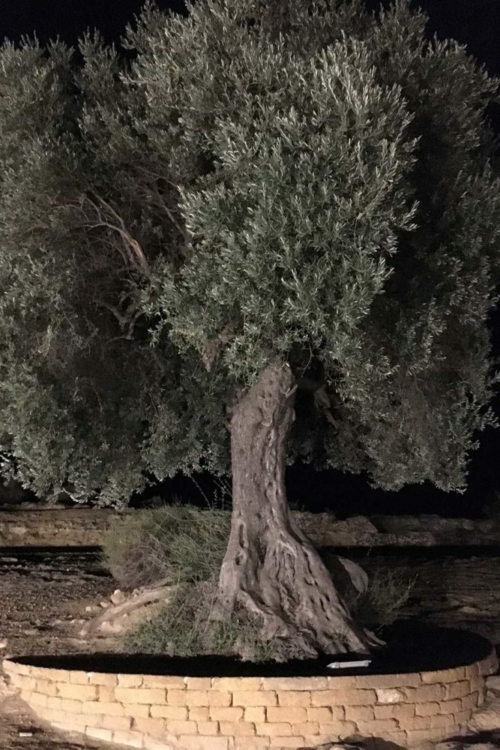 An ancient olive tree — possibly 1,000 years old — grows inside the archaeological park and is harvested for Diodoros Olive Oil by the producer Val Paradiso. ©Kevin Day/Opening a Bottle