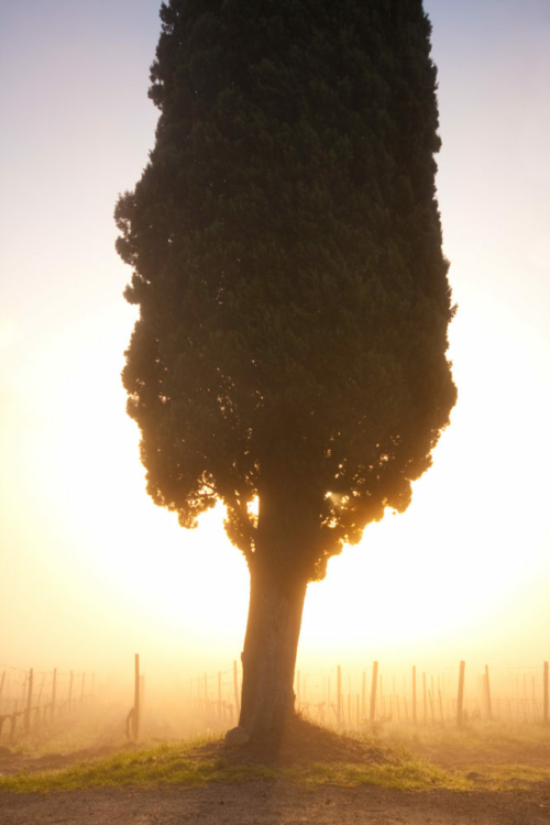 Sunrise in the vineyards of Chianti Classico in April. ©Kevin Day/Opening a Bottle
