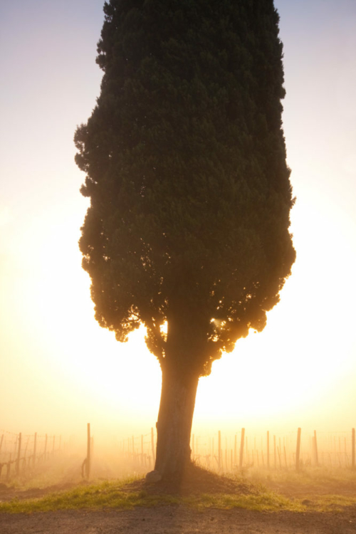 Sunrise in the vineyards of Chianti Classico in April. ©Kevin Day/Opening a Bottle