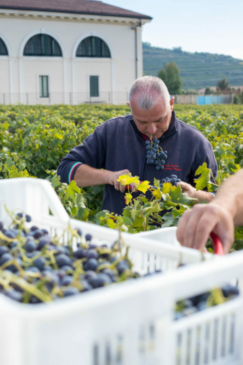 A harvester delicately snips away subpar berries from an individual cluster while the next one awaits. ©Kevin Day/Opening a Bottle