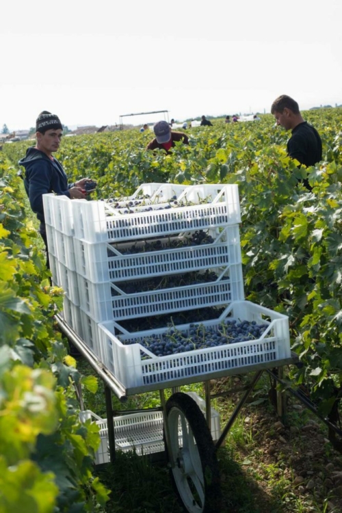 Grapes are delicately laid in these baskets and immediately taken to the winery just steps away. ©Kevin Day/Opening a Bottle