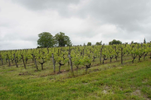 Charles Joguet specializes in single-vineyard Cabernet Franc wines from Chinon AOC. ©Kermit Lynch Wine Merchants