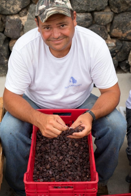 Destemming grapes by hand at Donnafugata. ©Kevin Day/Opening a Bottle