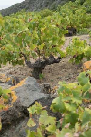 The alberello pantesco method of planting vines, in which the bush vine rises from a shallow depression in the soil to protect the plant and its fruit, is honored by UNESCO for its cultural significance. ©Kevin Day/Opening a Bottle