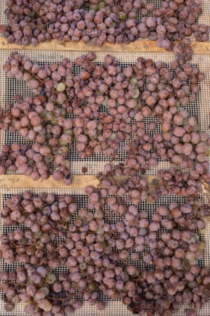 Zibbibo grapes drying for Passito di Pantelleria. ©Kevin Day/Opening a Bottle