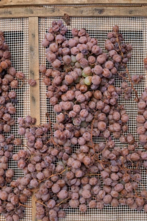 Zibbibo grapes drying for Passito di Pantelleria. ©Kevin Day/Opening a Bottle