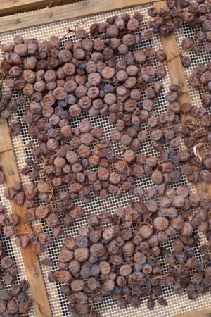 Zibbibo grapes drying for Passito di Pantelleria. ©Kevin Day/Opening a Bottle