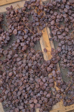 Zibbibo grapes drying for Passito di Pantelleria. ©Kevin Day/Opening a Bottle