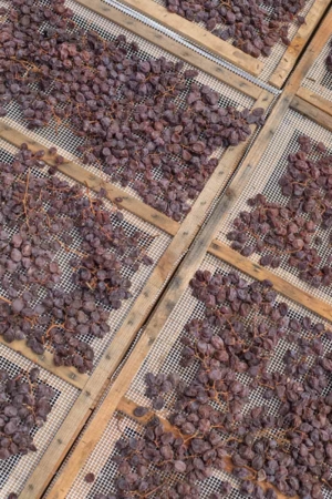 Zibbibo grapes drying for Passito di Pantelleria. ©Kevin Day/Opening a Bottle