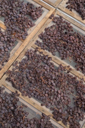 Zibbibo grapes drying for Passito di Pantelleria. ©Kevin Day/Opening a Bottle