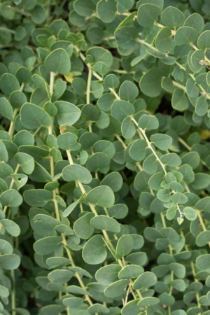 The soothing color and awesome symmetry of a caper plant, Pantelleria's other important crop. ©Kevin Day/Opening a Bottle