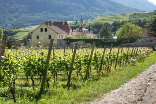 Vineyards of Kerner and Pinot Grigio with the Engelsburg in the distance. ©Kevin Day/Opening a Bottle