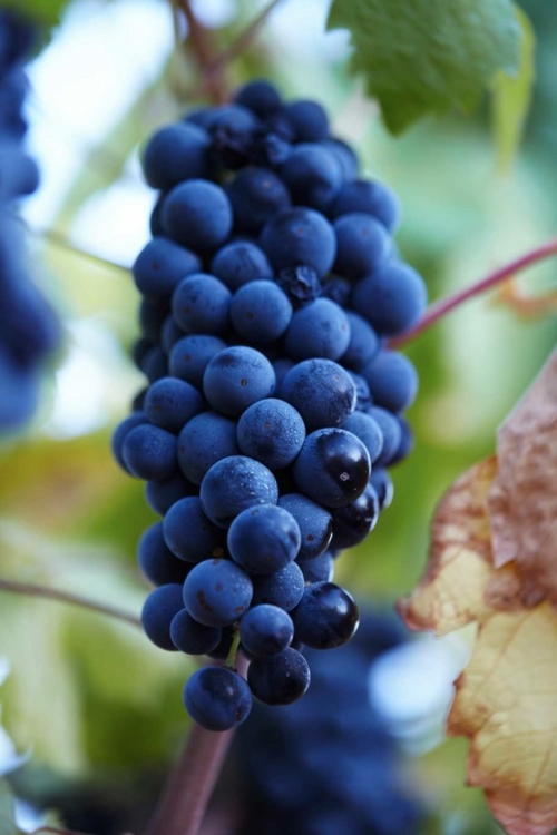 Primitivo grapes in San Marzano's vineyards. ©San Marzano Primitivo grapes in San Marzano's vineyards. ©San Marzano