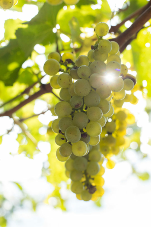 Chardonnay accounts for the majority of the base wine in most Trentodoc wines. ©Kevin Day/Opening a Bottle