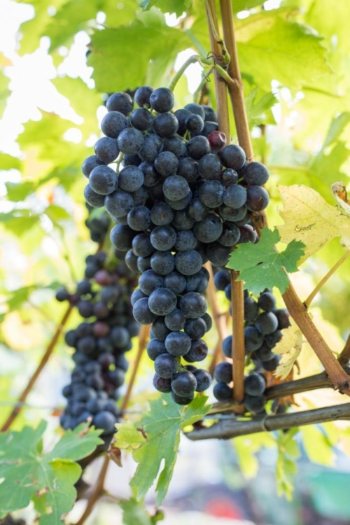 Pinot Nero (aka Pinot Noir) hangs on the vine at Maso Martis. ©Kevin Day/Opening a Bottle