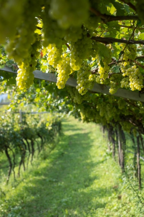 Pergola-trained vines are common across Trentino, and offer numerous advantages, including better protection against hail. ©Kevin Day/Opening a Bottle