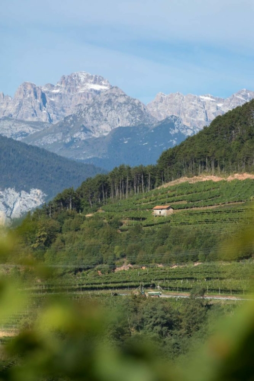 The Brenta Alps and Cima Tosa rise to the west of the Val di Cembra, which is surrounded on its northern and eastern flanks by the majestic Dolomites. ©Kevin Day/Opening a Bottle