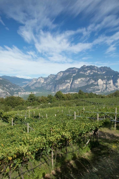 A view over the Campo Rotaliano from the Sette Fontane vineyard. Imagine this valley filled with a giant glacier, and you get a sense for how it was carved. ©Kevin Day/Opening a Bottle