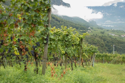 Pfitscher's spectacular and steeply-pitched vineyard in Gleno yields the magnificent riserva Pinot Noir called "Matan." ©Kevin Day/Opening a Bottle