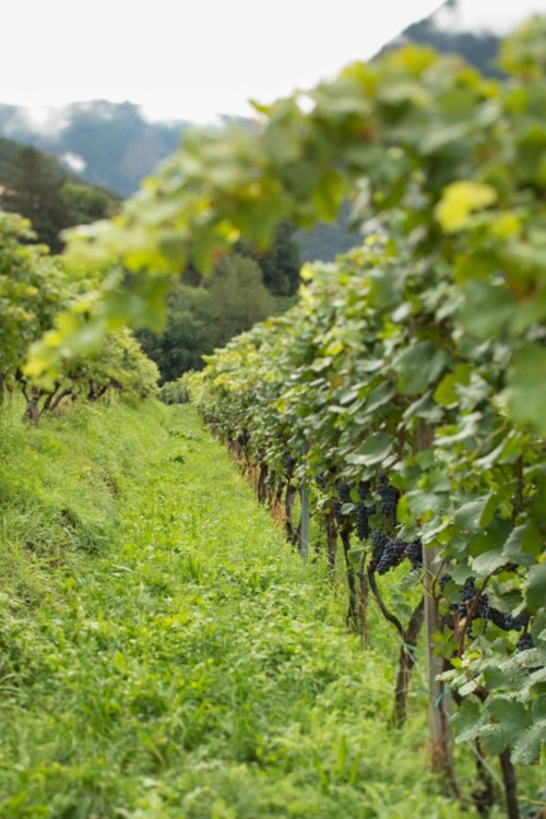 The lush greenery speaks to Alto Adige's wet September. Despite this, many vineyards have irrigation "just in case." ©Kevin Day/Opening a Bottle