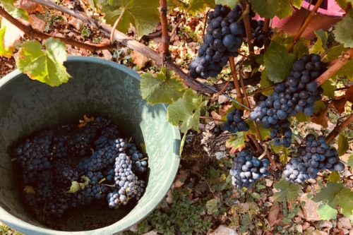 "Harvest is backbreaking work. And I was only too grateful I prepared myself." ©Ashley Hausman