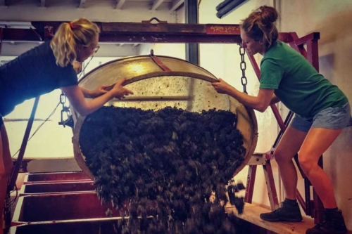 The author (right) helps unload grapes with Diana Snowden Seysses at the domaine. ©Alexandra Karosis