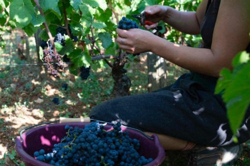 Selecting bunches of Pinot Noir. ©Alexandra Karosis