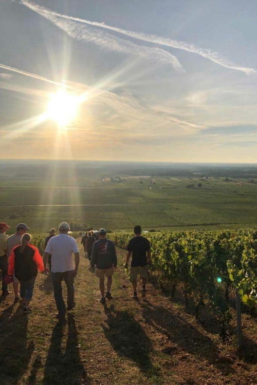 Walking down 1er Cru Monts Luisants. "Luisants" comes from "luire" a derivation of "lucere" in Latin, which means to gleam or shine. In fall, the leaves of this vineyard stay yellow and never turn red. ©Alexandra Karosis
