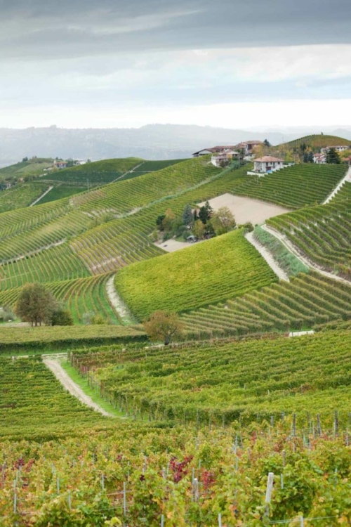 Rabaja is widely considered to be one of Barbaresco's very best vineyards. ©Kevin Day/Opening a Bottle