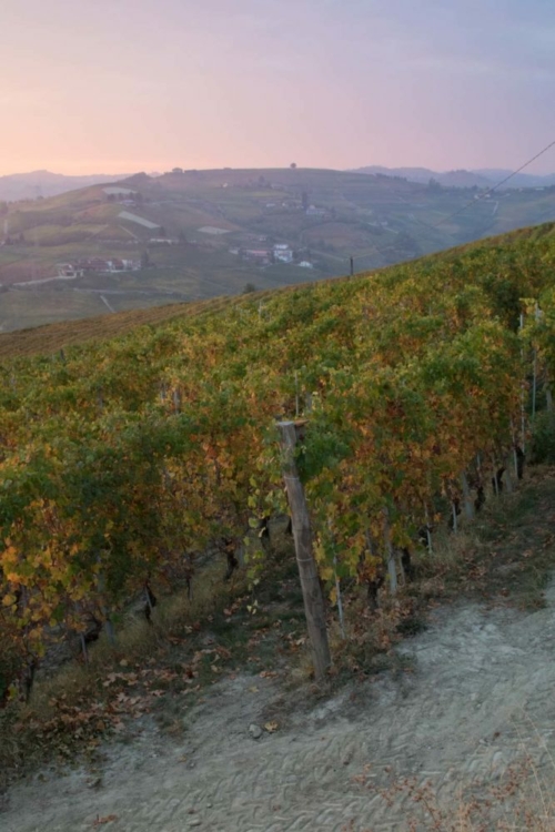 The Ovello vineyard at sunrise. As one of Barbaresco's largest vineyards, it is also one of the most various. ©Kevin Day/Opening a Bottle