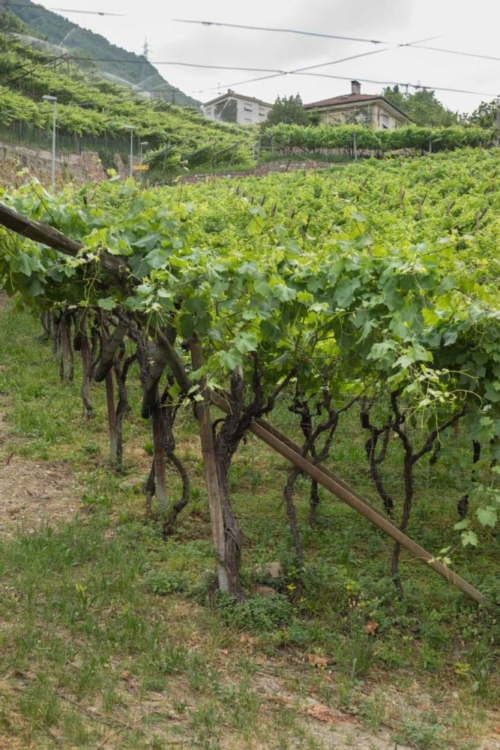 "Old-school" pergola vines: the preferred way to train Schiava grapes in Alto Adige. ©Kevin Day/Opening a Bottle