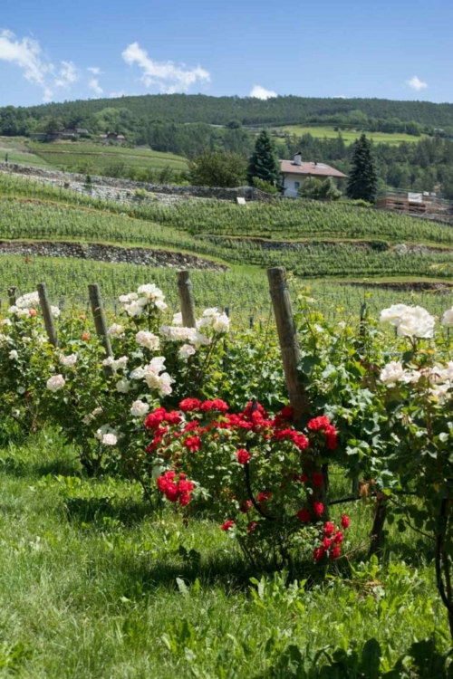 Hillsides draped with vineyards is the defining feature of the Valle Isarco. ©Kevin Day/Opening a Bottle