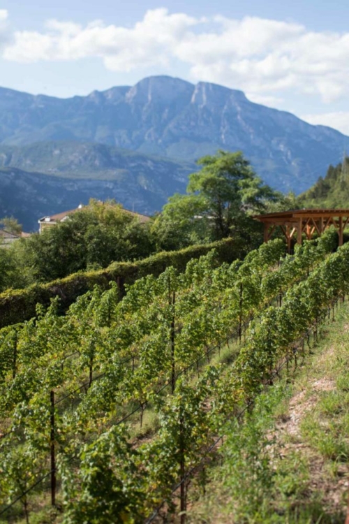 The view from Maso Martis. ©Kevin Day/Opening a Bottle