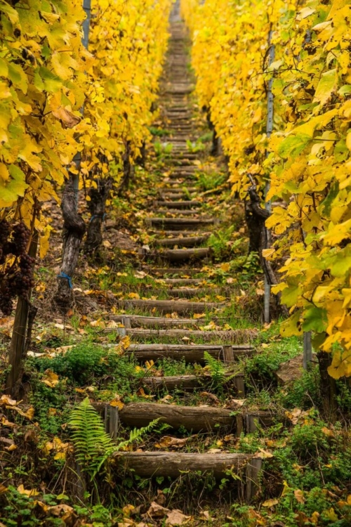 Stepping up into the Rangen de Thann — a vineyard of extreme difficulty. ©Adobe Photo Stock